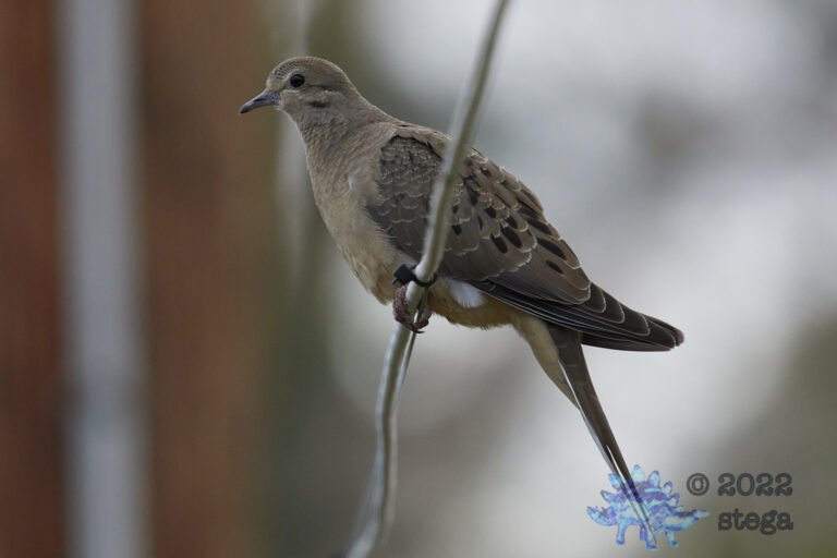 Mourning Dove
