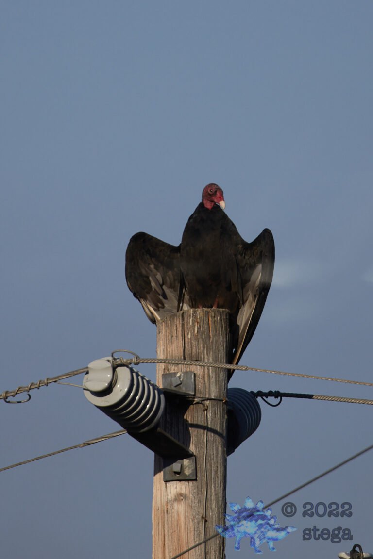 Turkey Vulture
