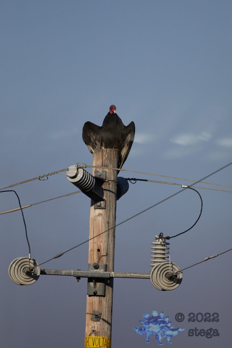 Turkey Vulture