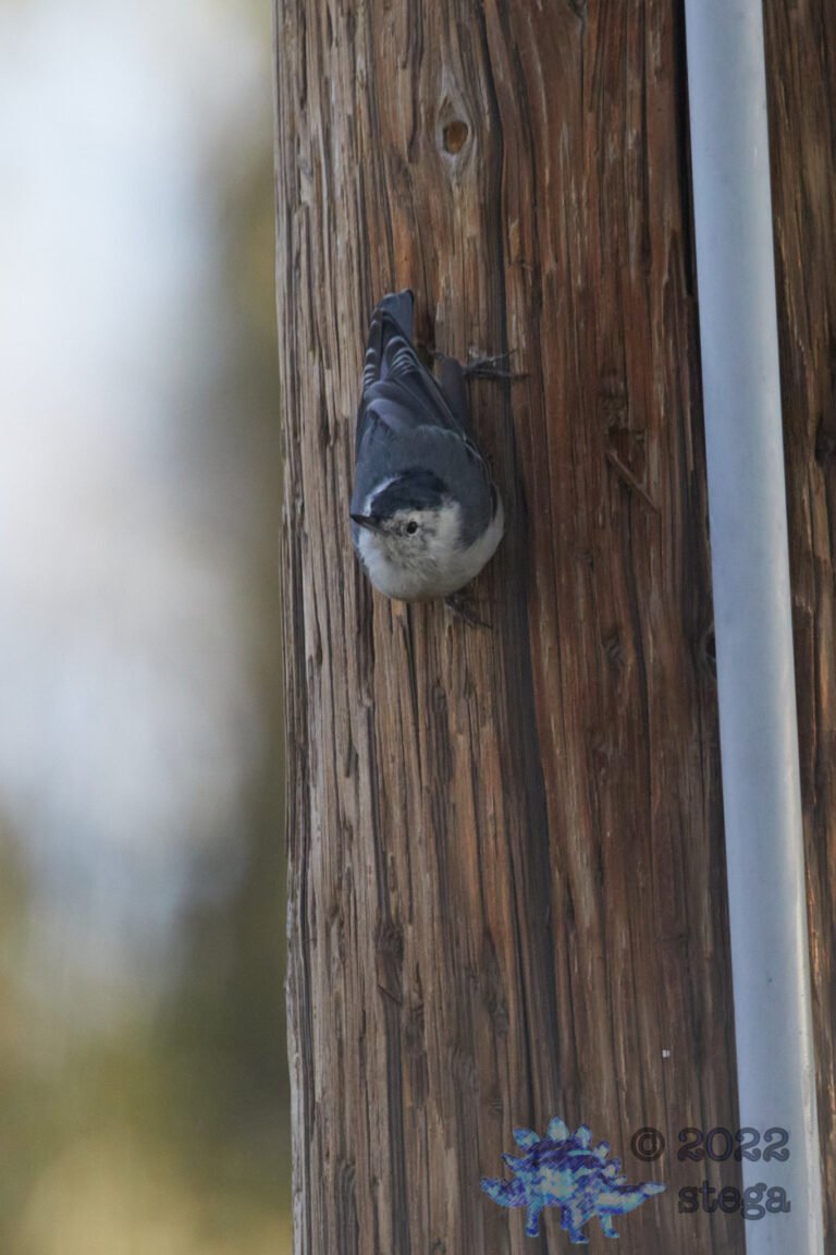 White Breasted Nuthatch