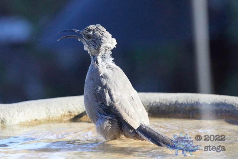 California Thrasher