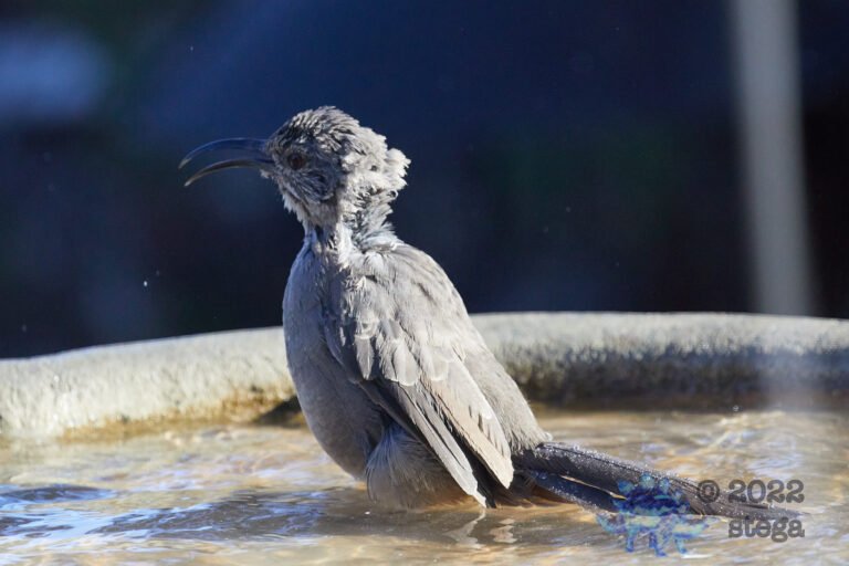 California Thrasher