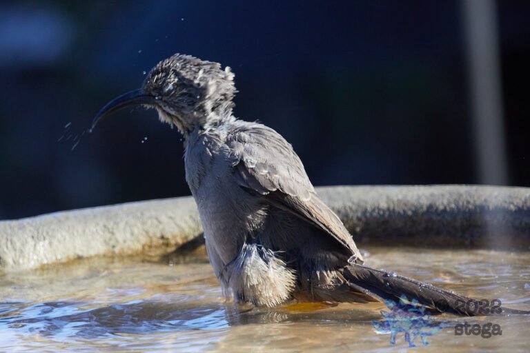 California Thrasher