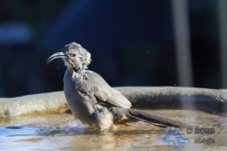 California Thrasher