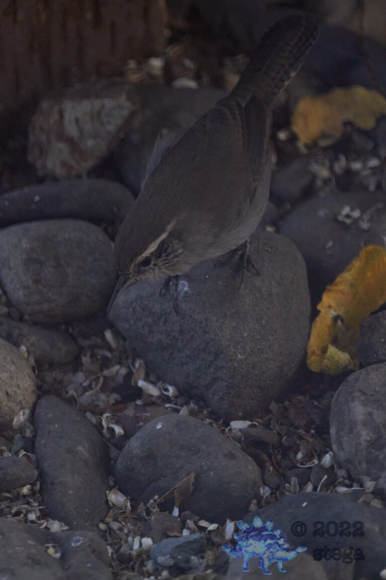 House Wren