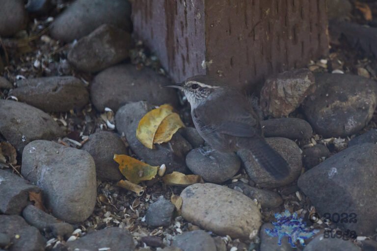 House Wren