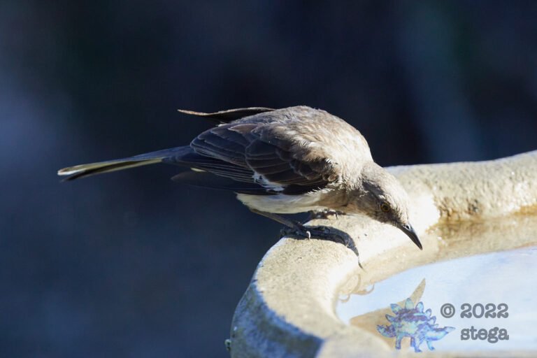 Northern Mockingbird