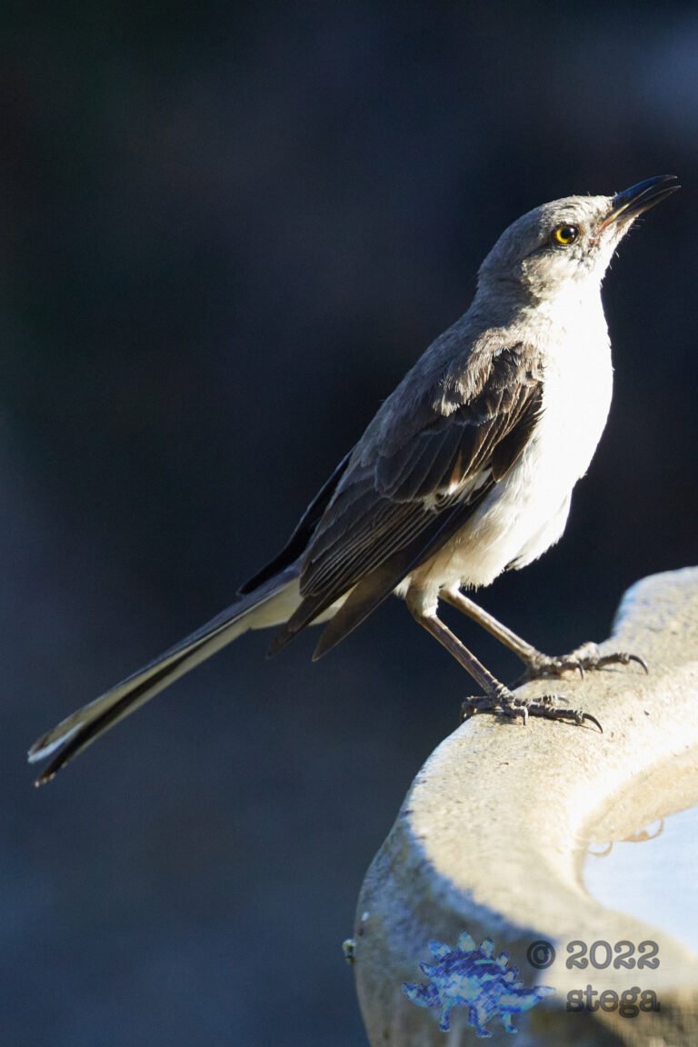 Northern Mockingbird