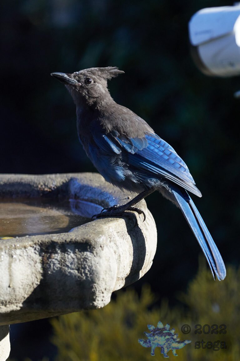 Steller’s Jay