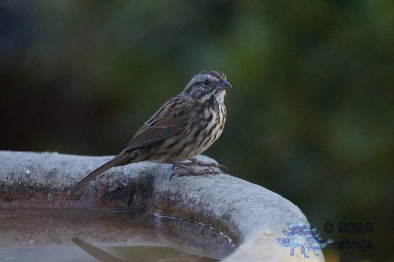 Song Sparrow