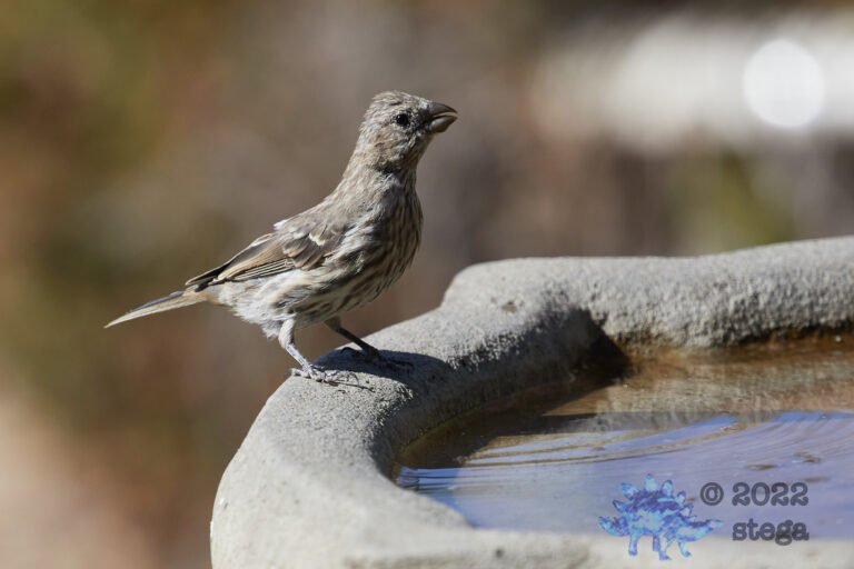 House Finch