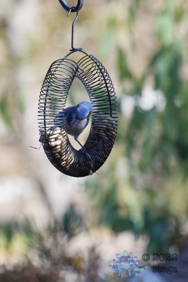 California Scrub Jay
