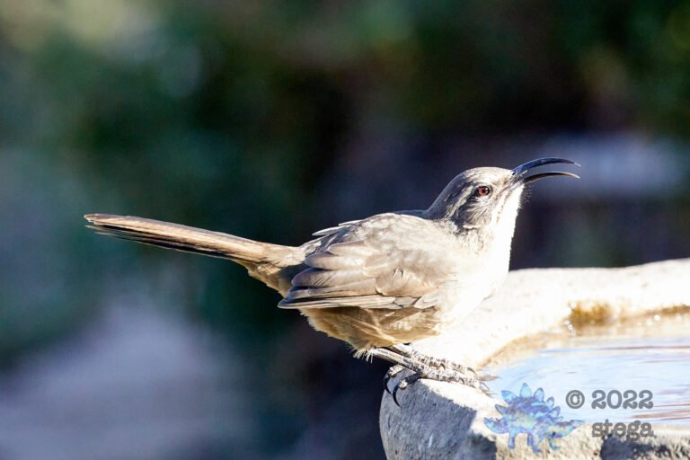 California Thrasher