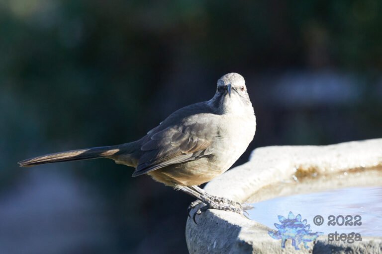 California Thrasher
