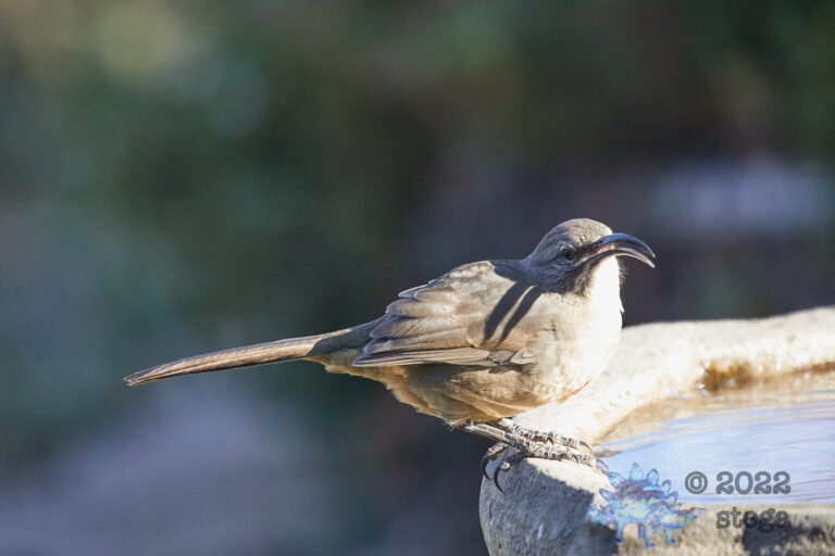 California Thrasher