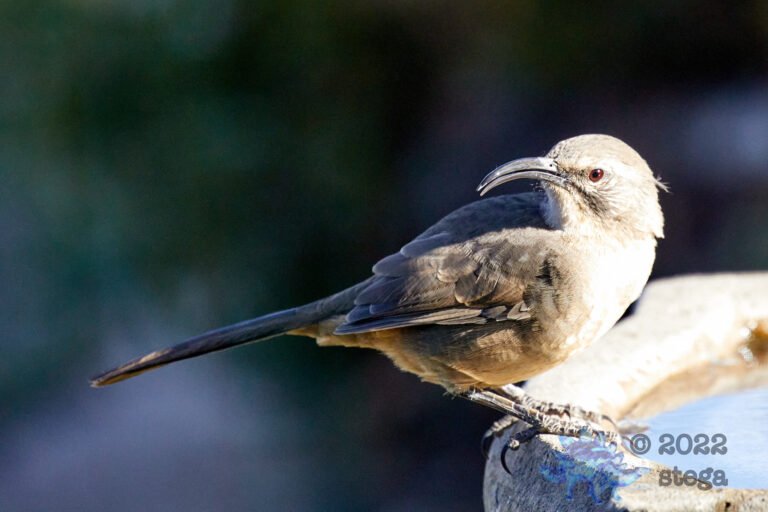 California Thrasher