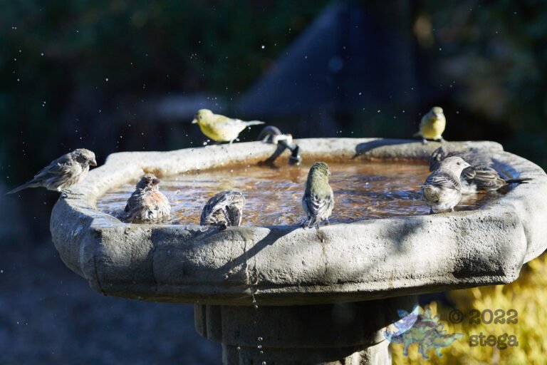 Bathing Finches