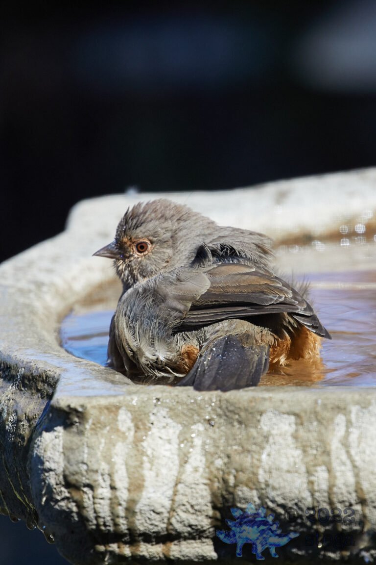 California Towhee