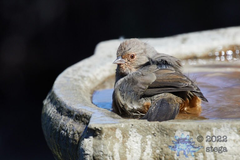 California Towhee