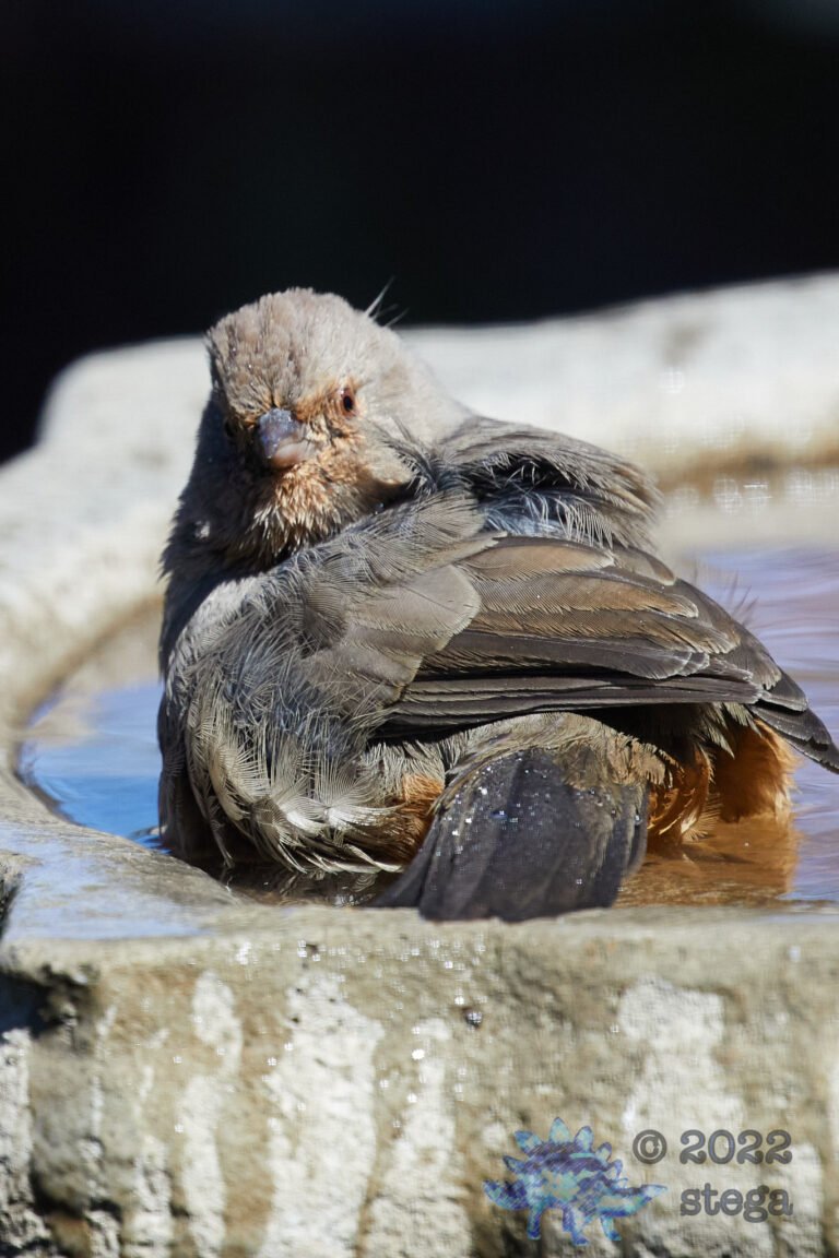 California Towhee