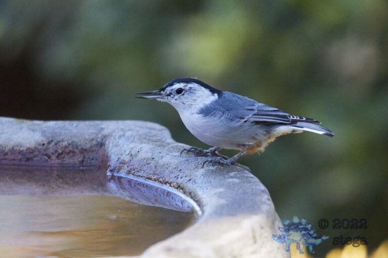 White Breasted Nuthatch