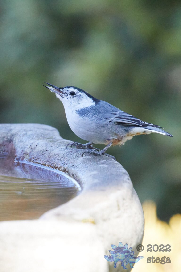 White Breasted Nuthatch