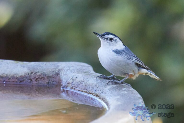 White Breasted Nuthatch