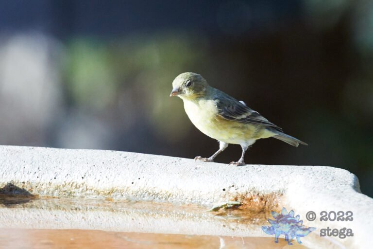 Sleepy Finch