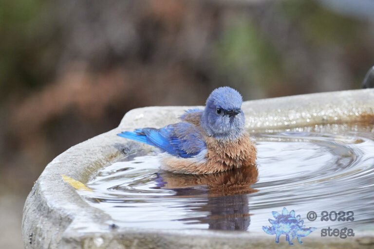 Western Bluebird