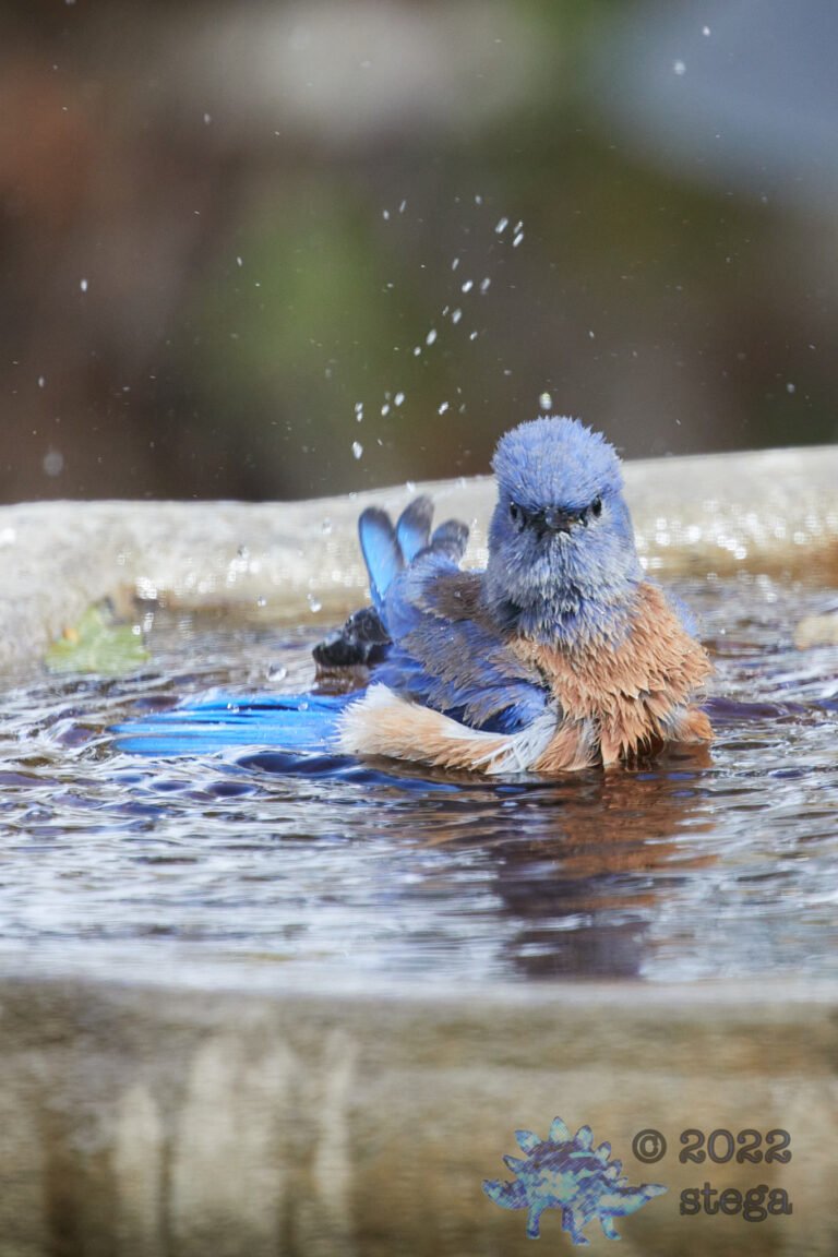 Western Bluebird