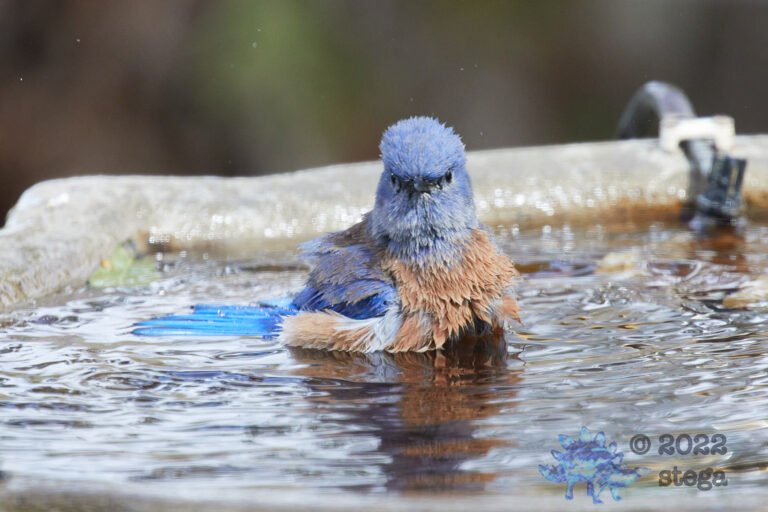 Western Bluebird