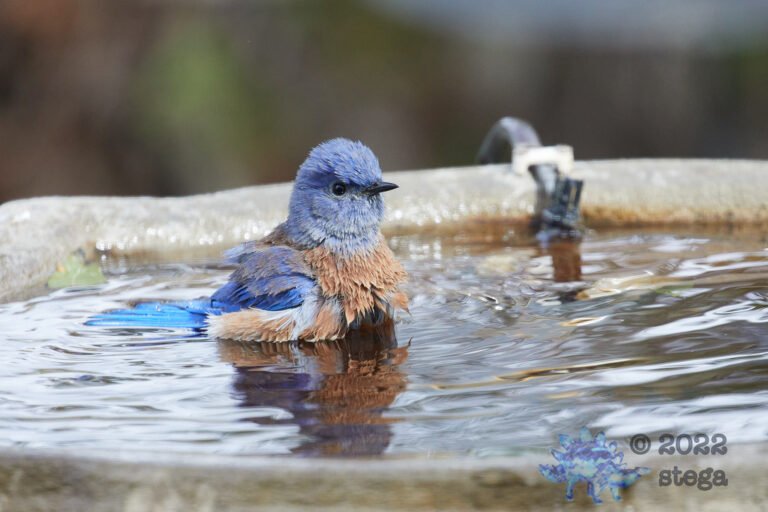 Western Bluebird