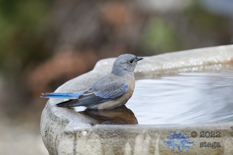 Western Bluebird