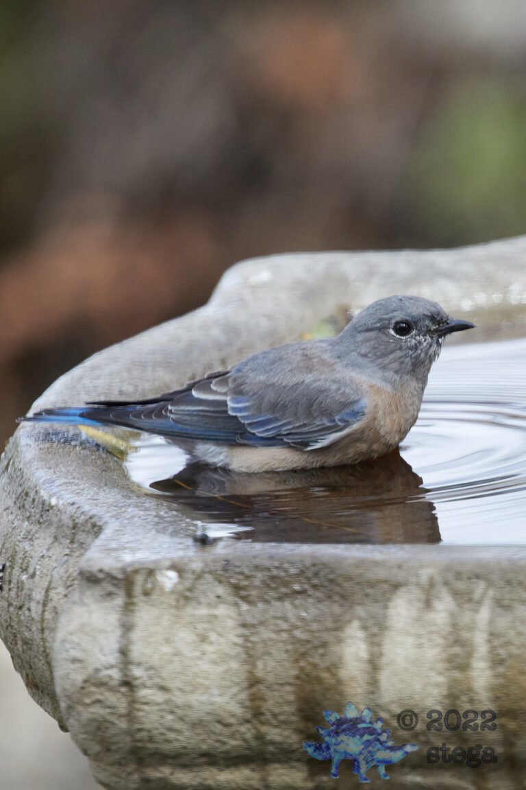 Western Bluebird