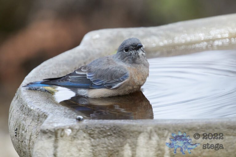 Western Bluebird