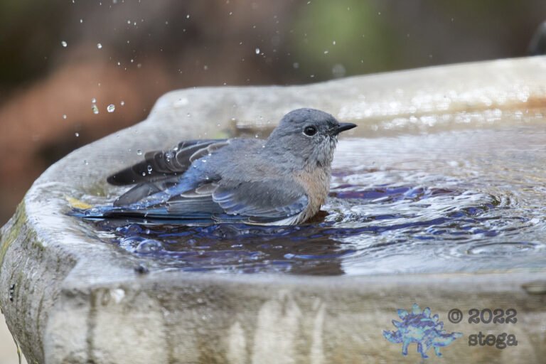 Western Bluebird