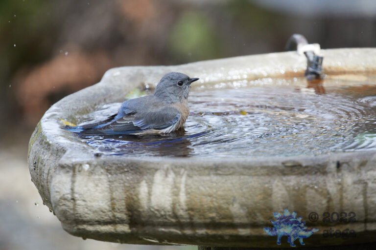 Western Bluebird