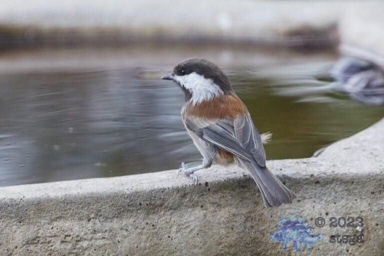Chestnut-backed Chickadee
