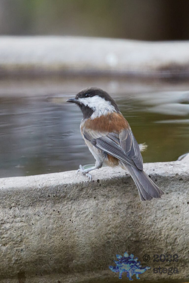 Chestnut-backed Chickadee