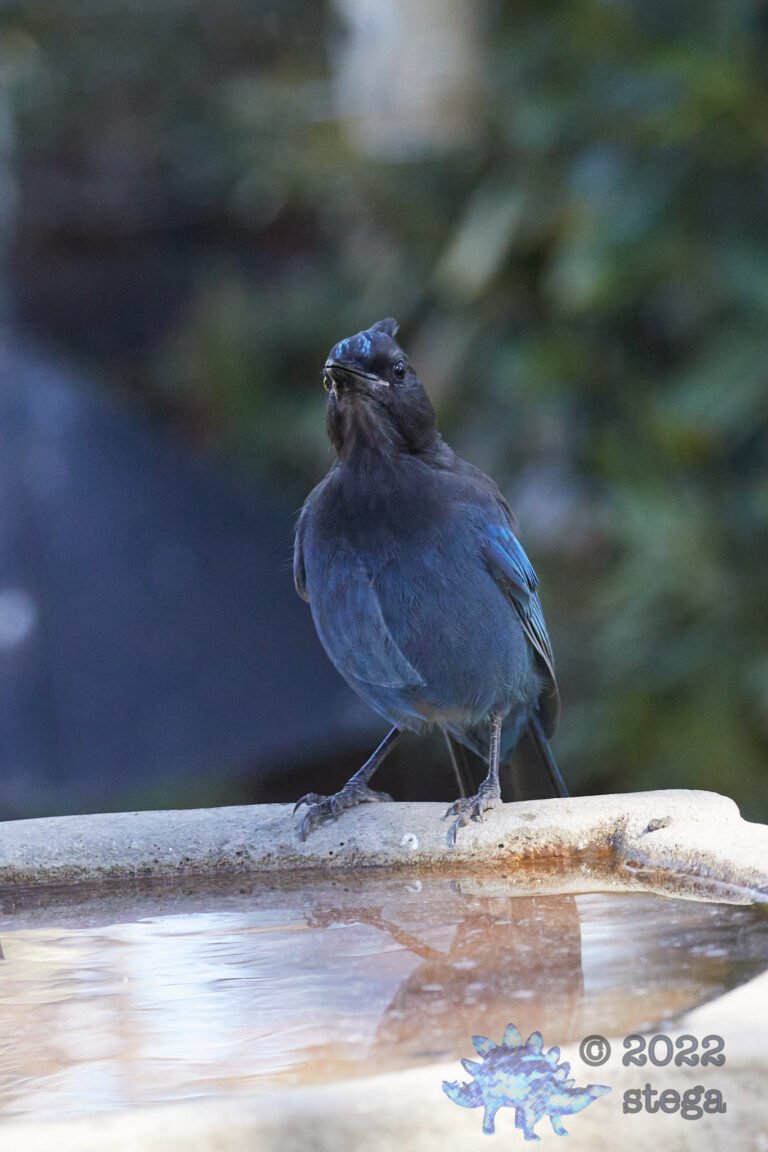Steller’s Jay