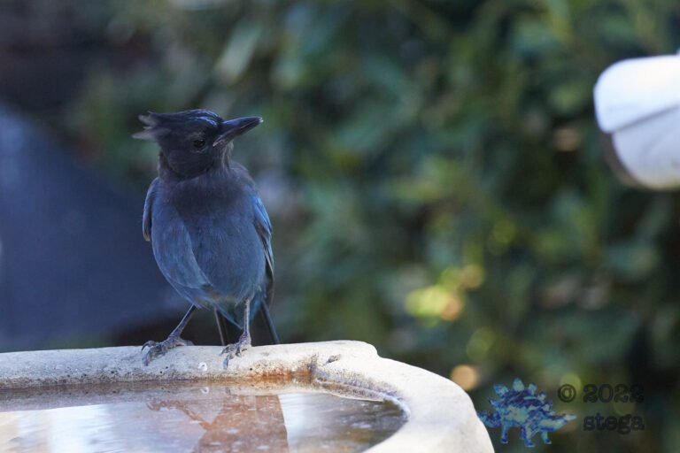 Steller’s Jay