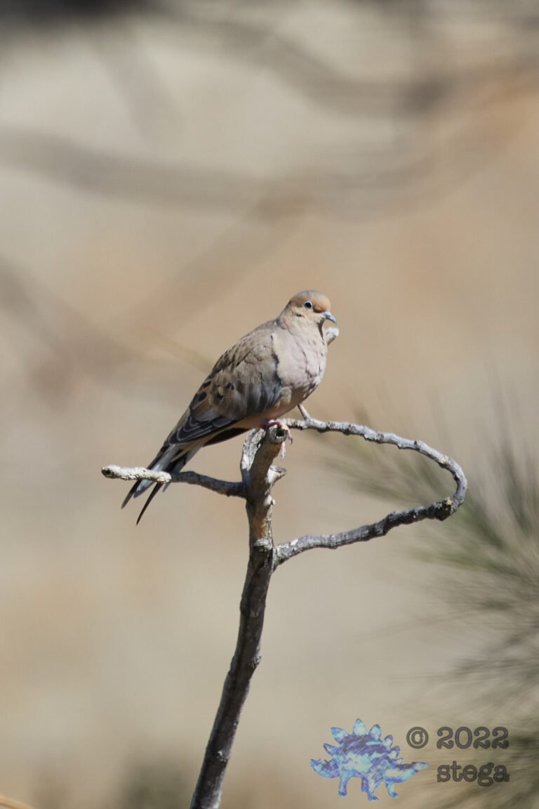 Mourning Dove