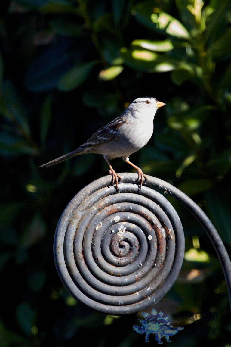 White-Crowned Sparrow