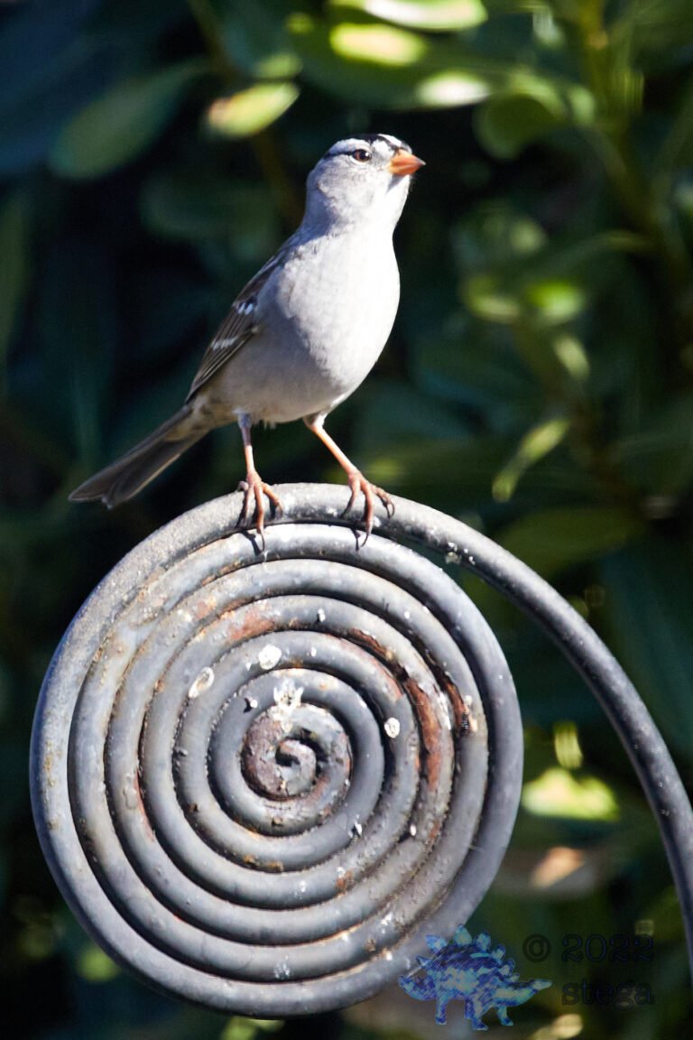 White-Crowned Sparrow