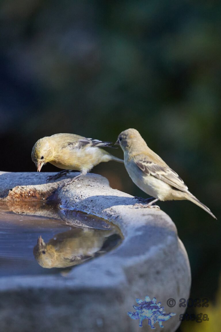 Lesser Goldfinches