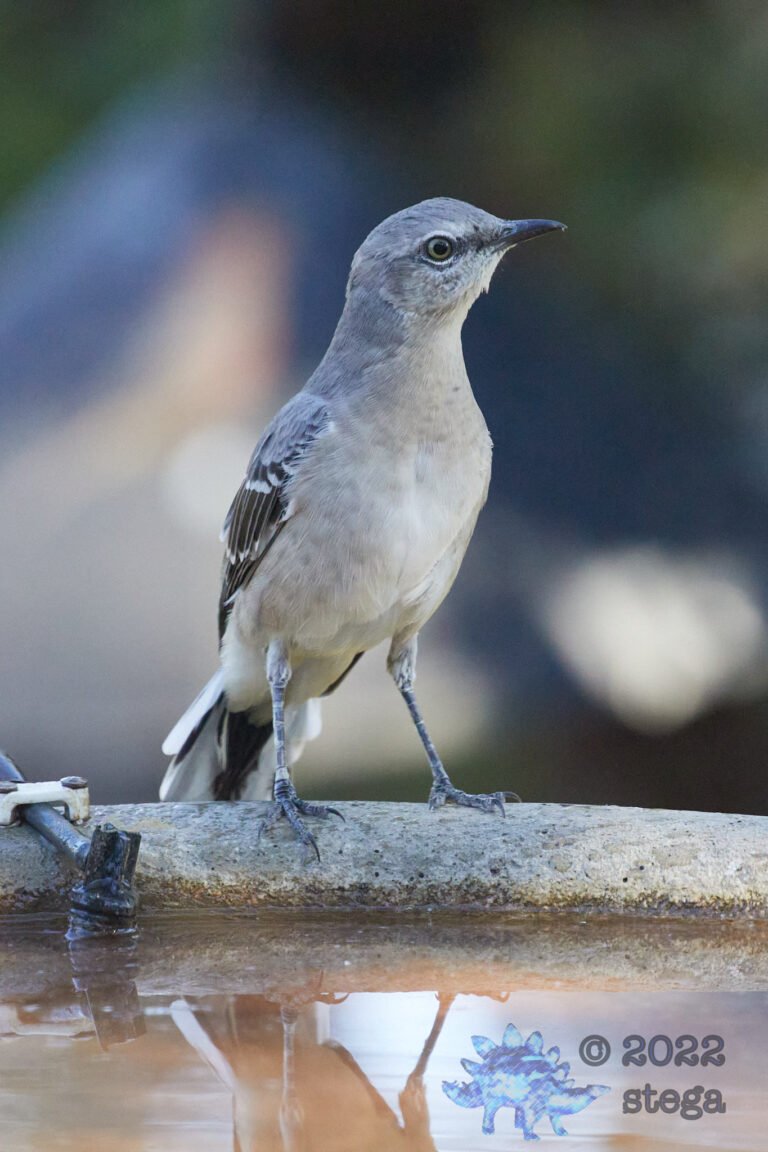 Northern Mockingbird