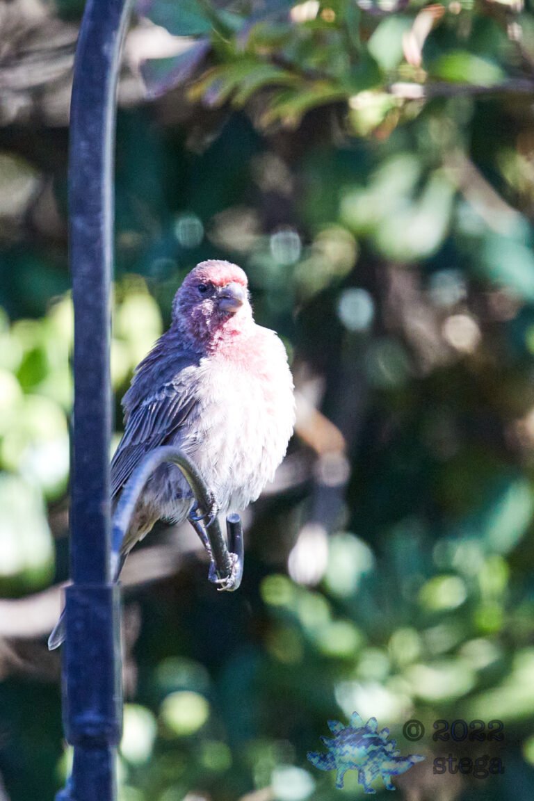 House Finch