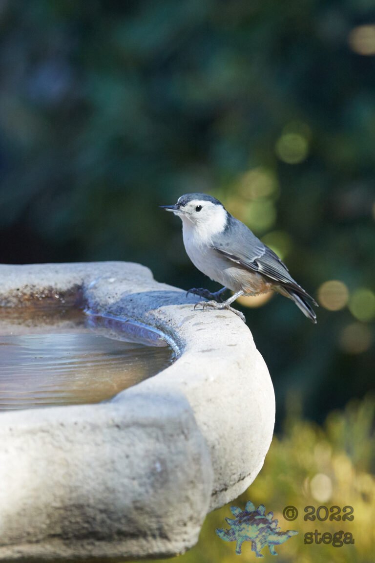 White Breasted Nuthatch