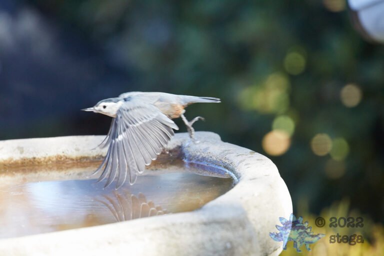 White Breasted Nuthatch