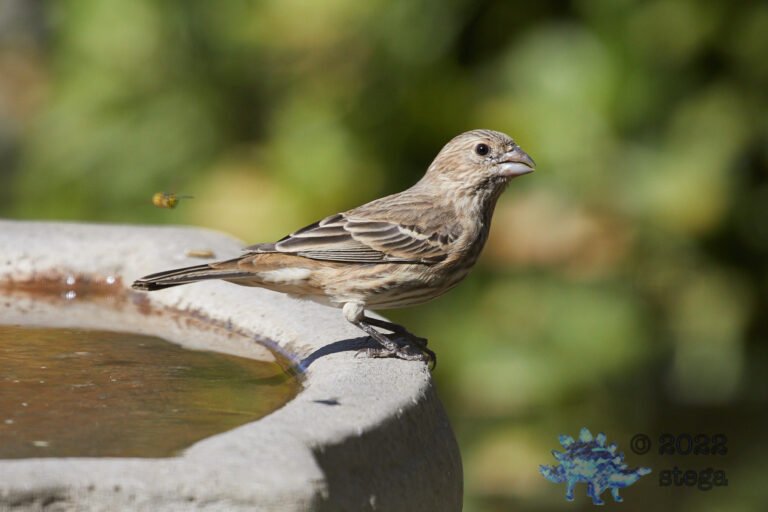 House Finch